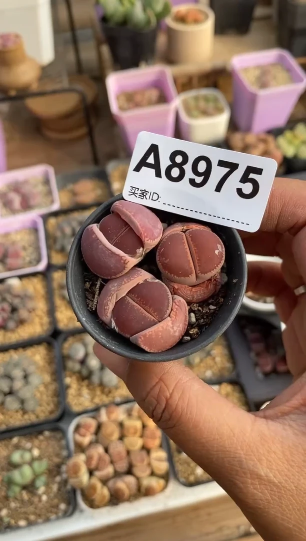 【闪购商品】8975直播一物一拍