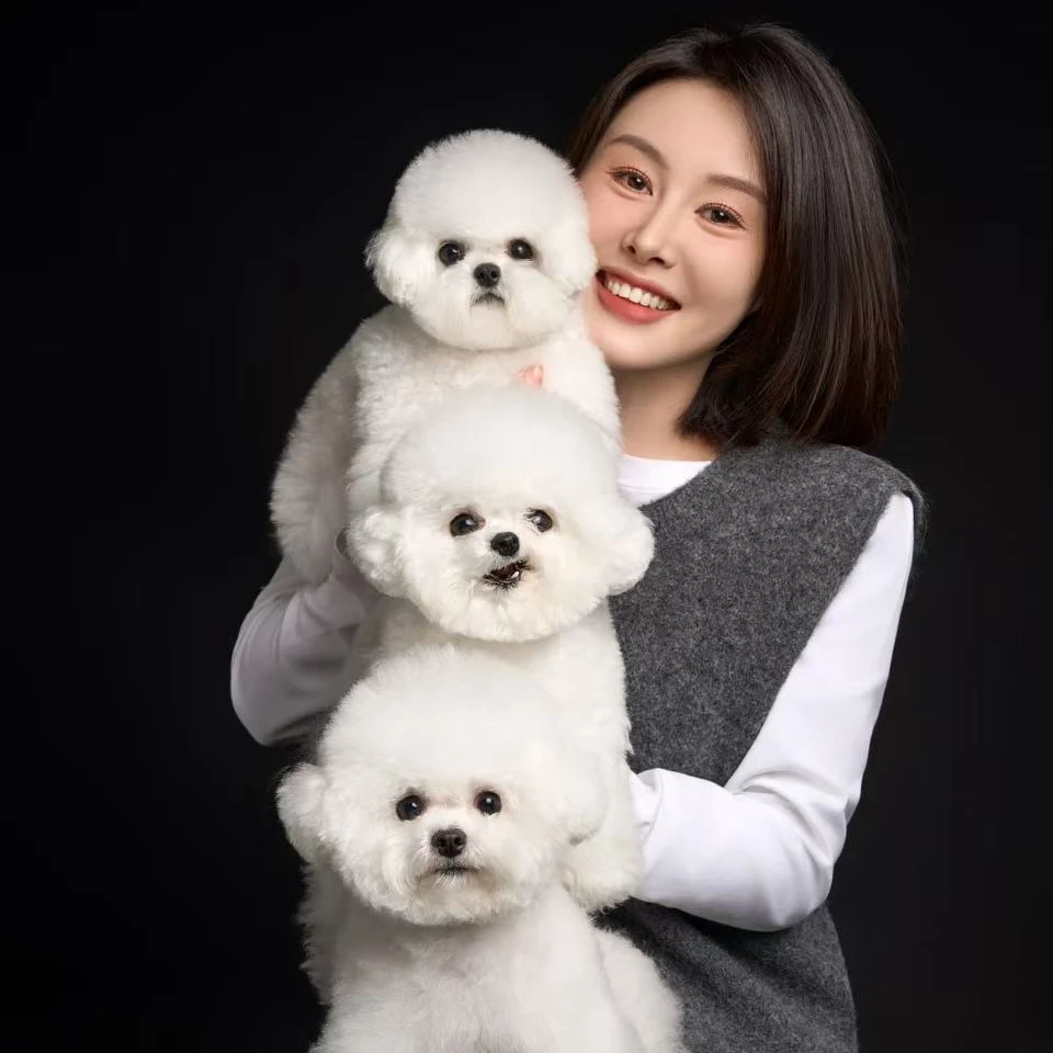 【狗好好棒家】小体比熊犬