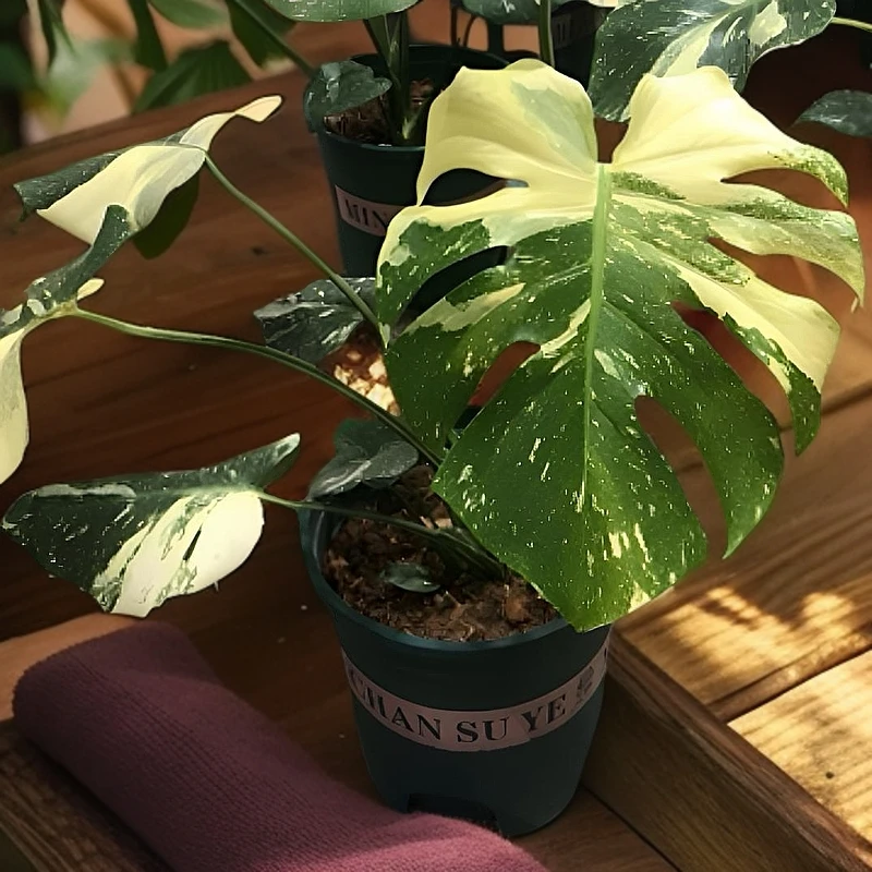 【琪琪热植】精品洒金  一物一拍