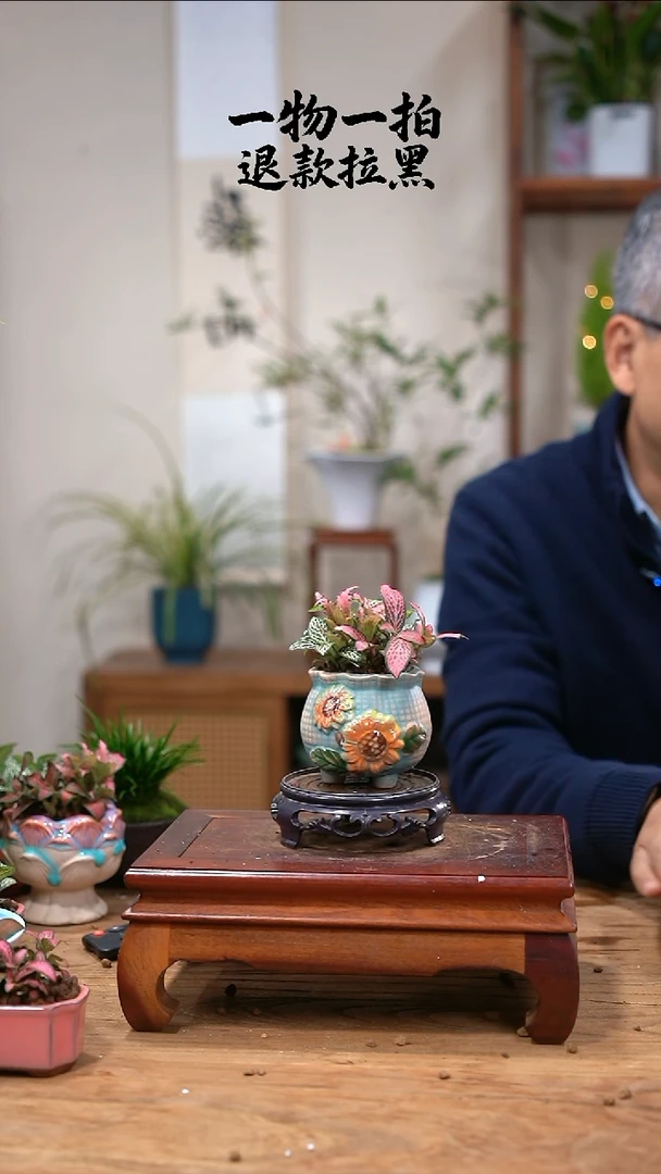 完全开放张*网纹草864