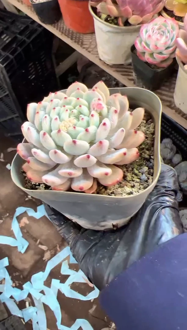 燕*多肉植物一物一拍17334