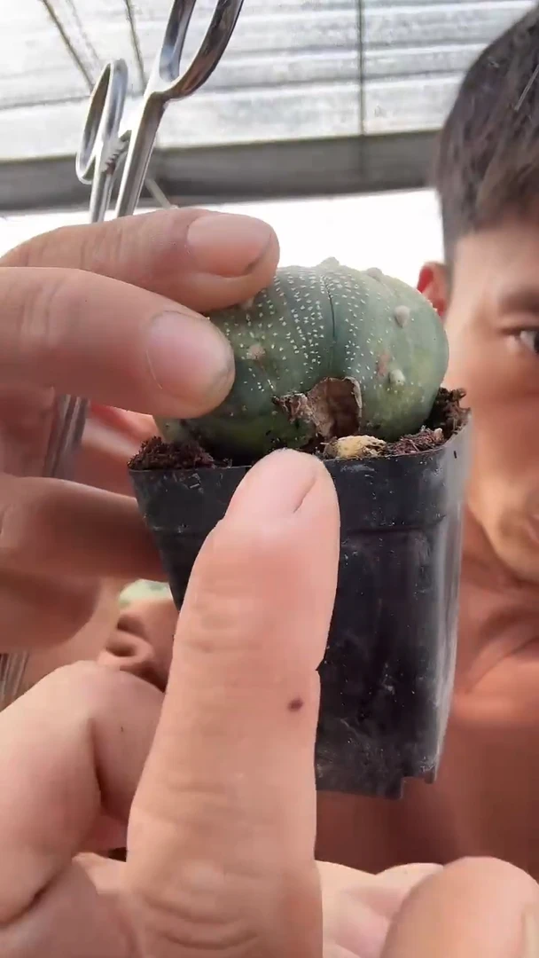 兜有干疤不售后6.99