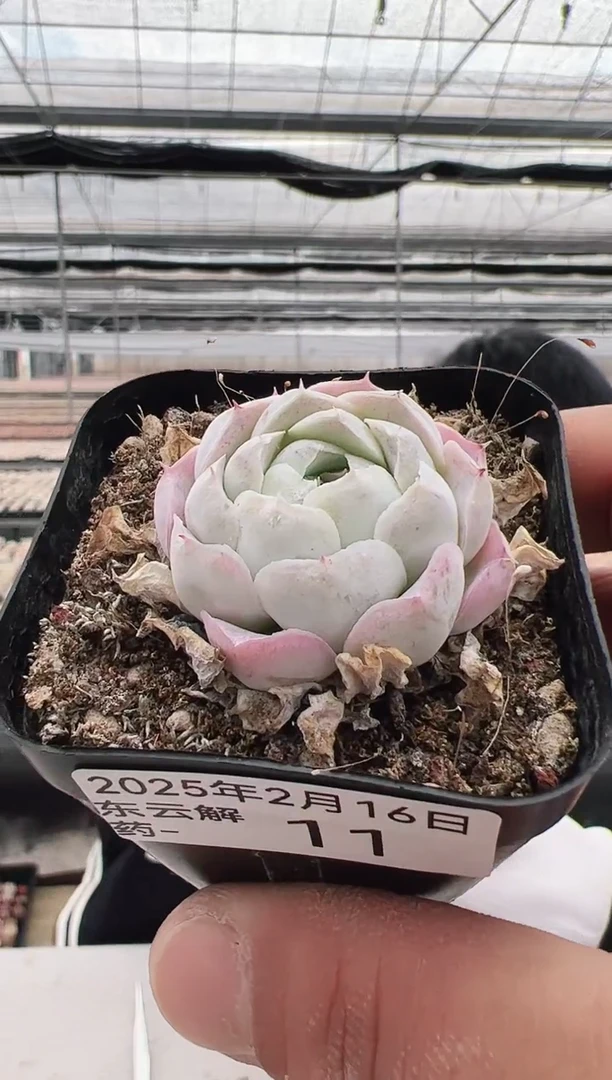 【闪购商品】东云解药多肉-11