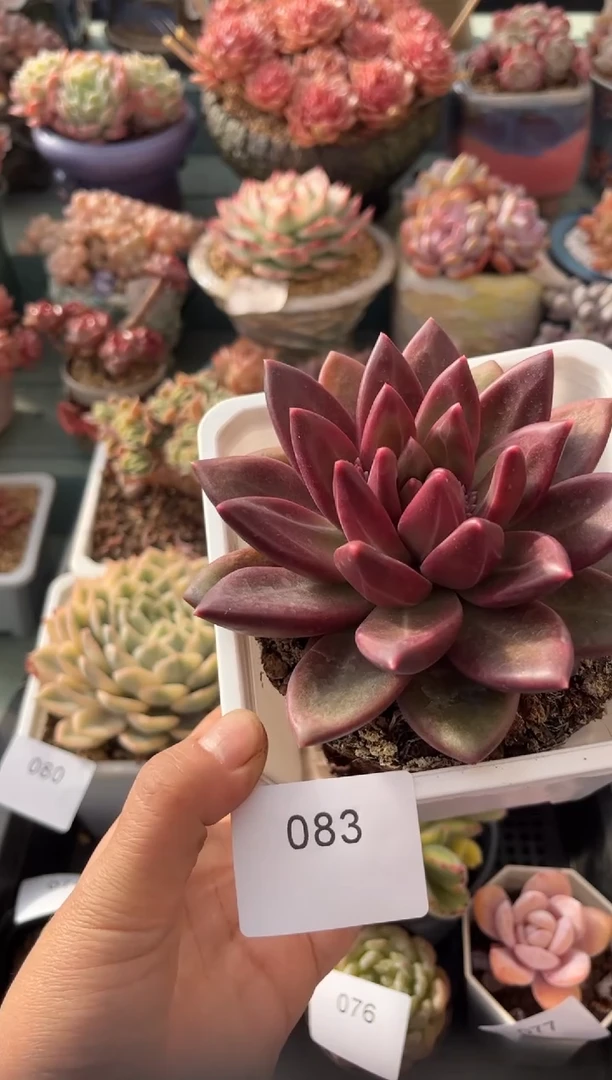 083单头迷雾泡泡多肉