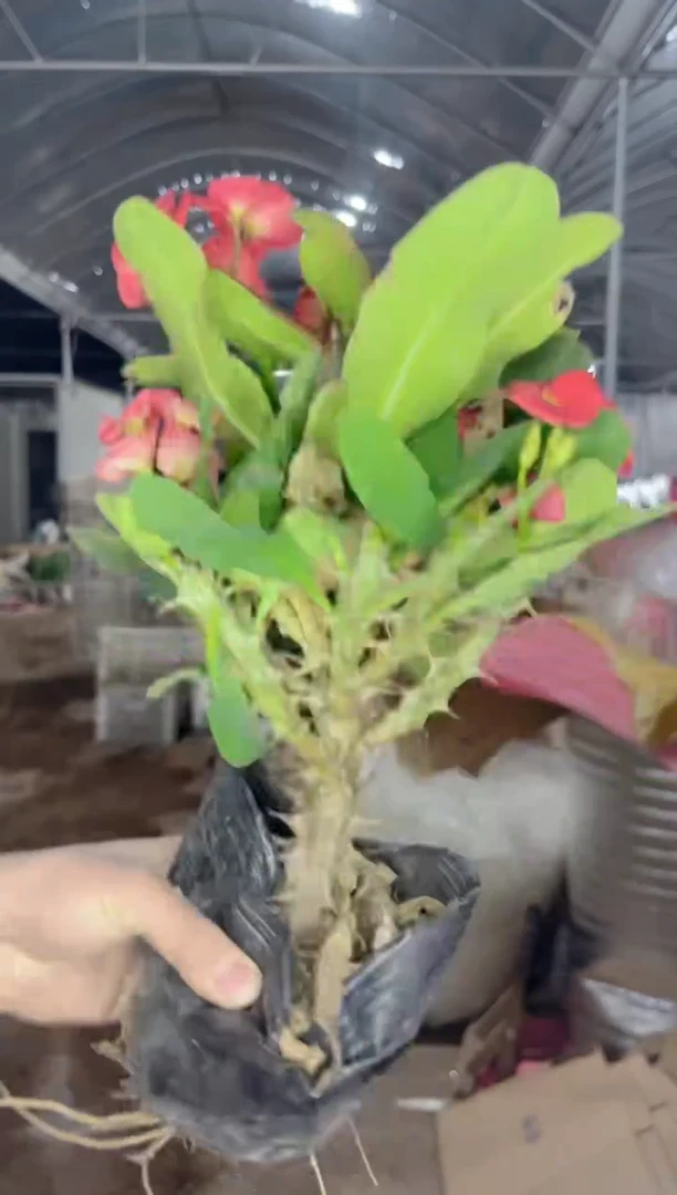 【闪购商品】虎刺梅