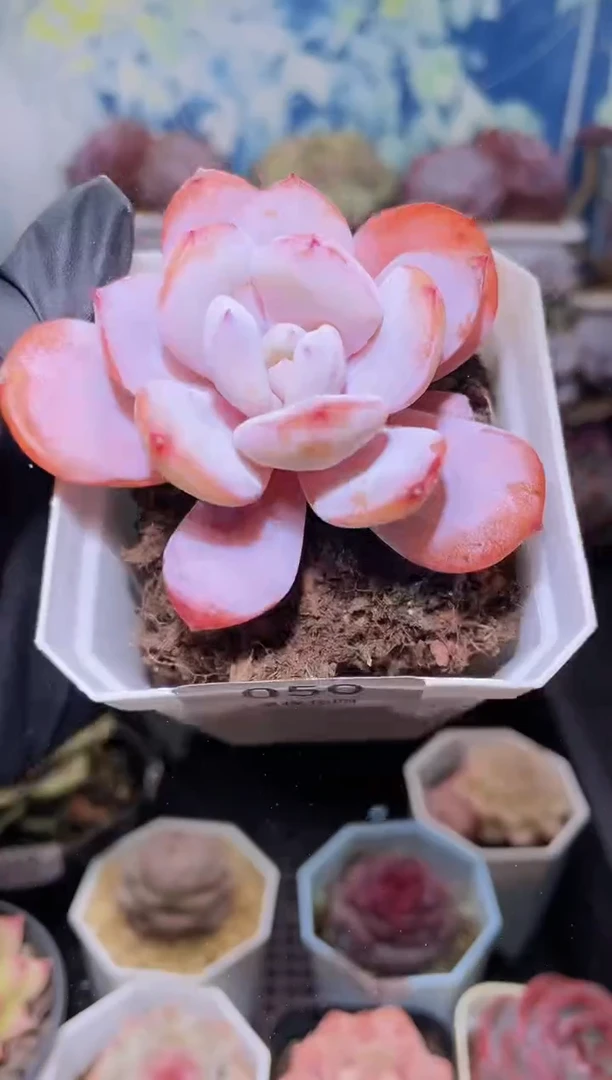 【闪购商品】050奶茶