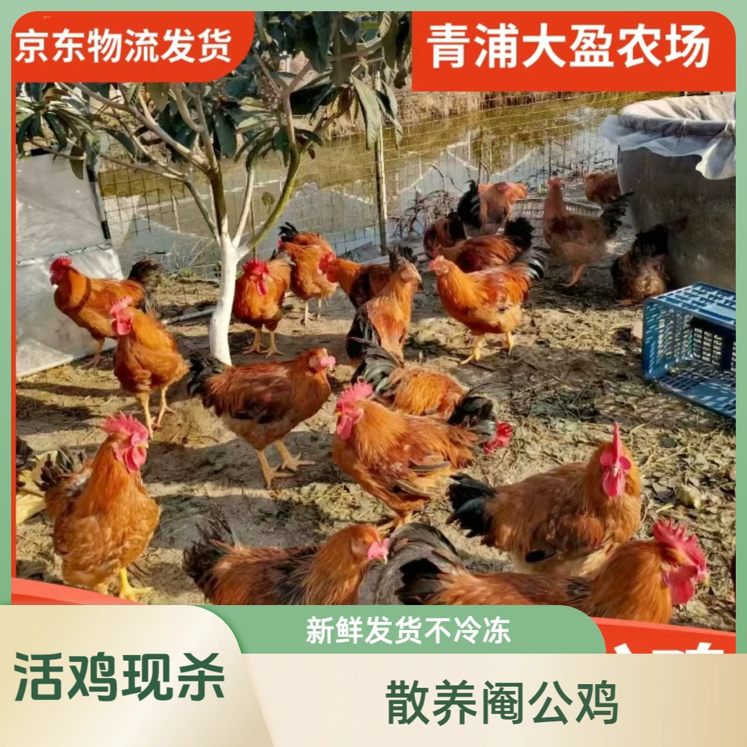 阉公鸡毛重6斤净堂5斤，新鲜发货上海青浦大盈散养当天下单次日中午送达大公鸡