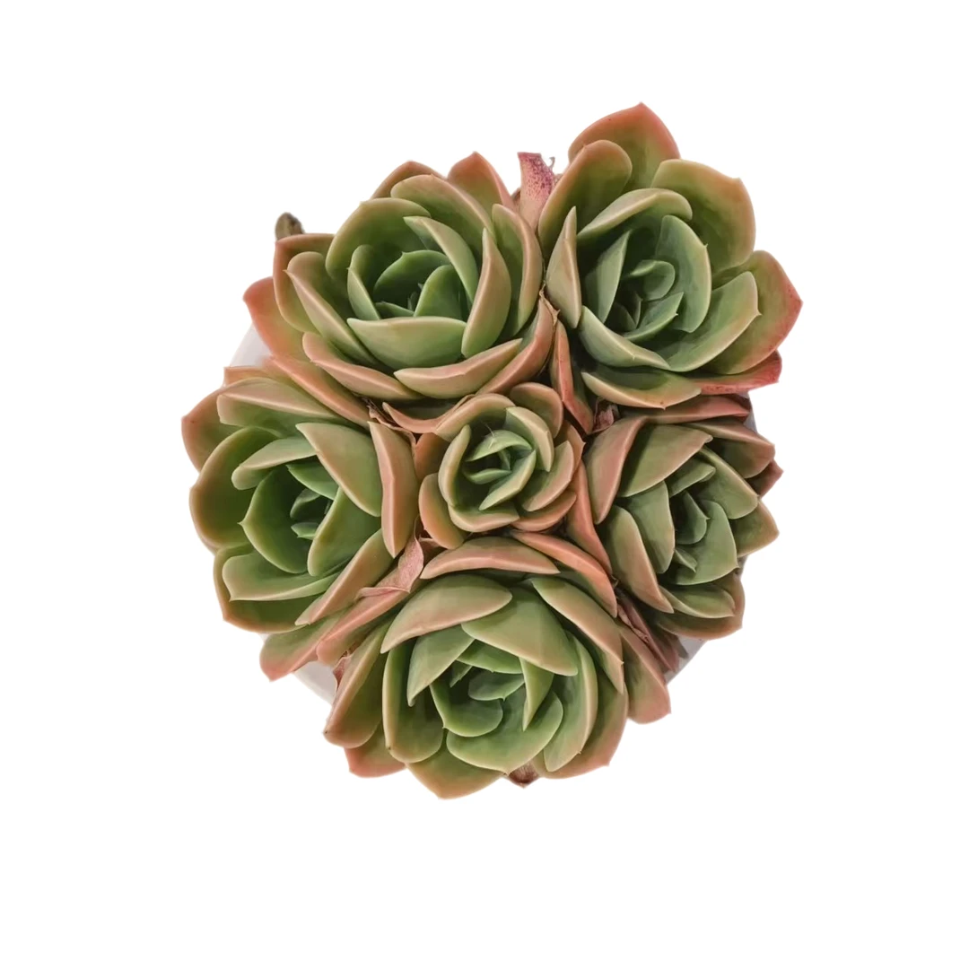 同美多肉园艺  星娜塔   多肉植物 以直播间实物为准