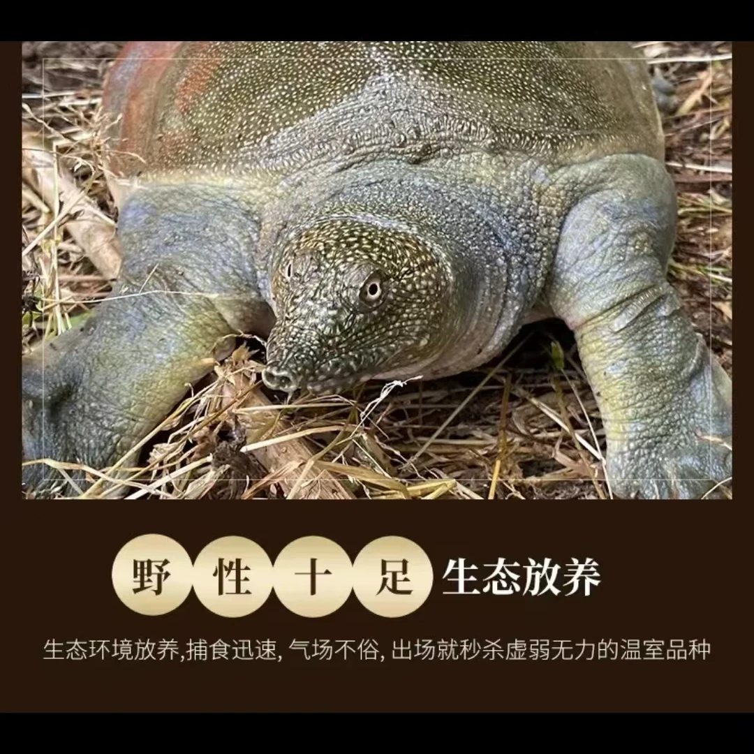 八百里洞庭湖生态散养姥姥甲鱼水鱼团鱼王八