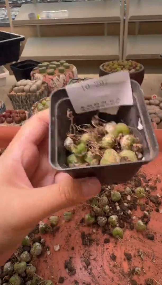 10-297多肉植物肉锥