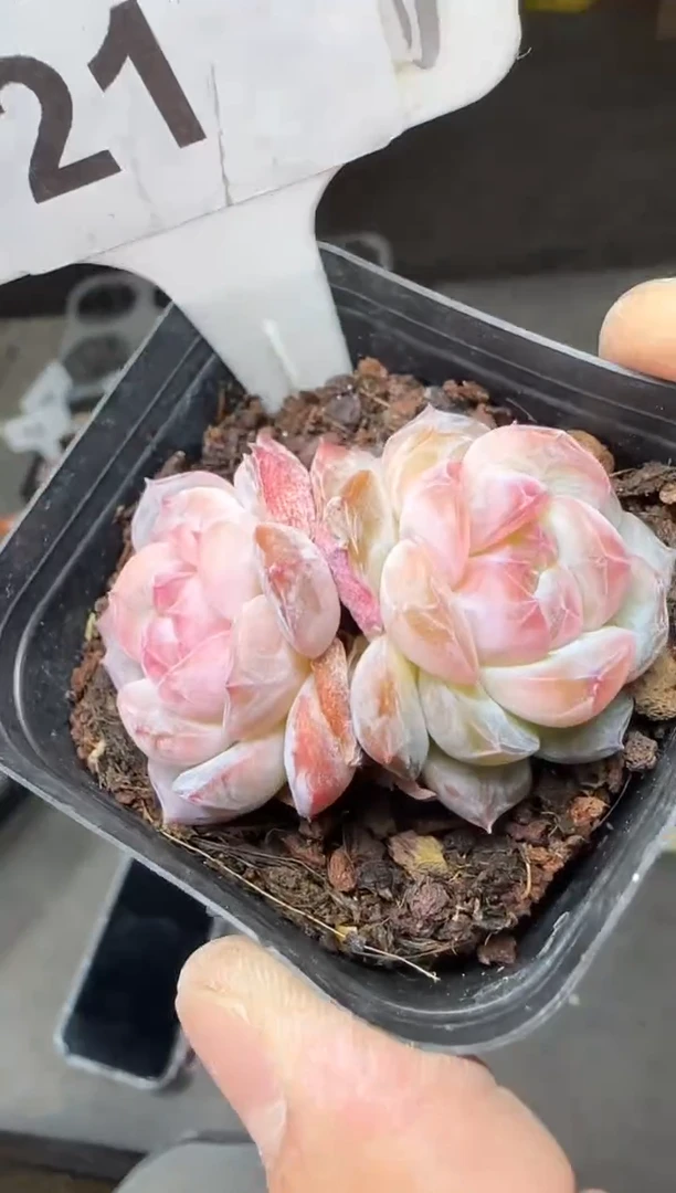 【闪购商品】一物一拍0115—21