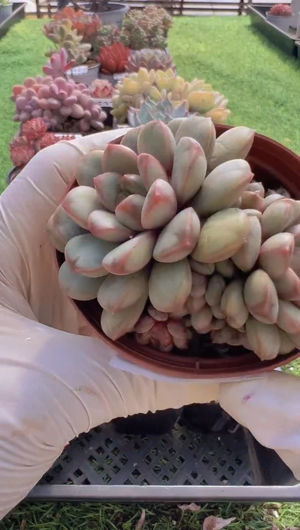 【闪购商品】信福多肉一物一拍