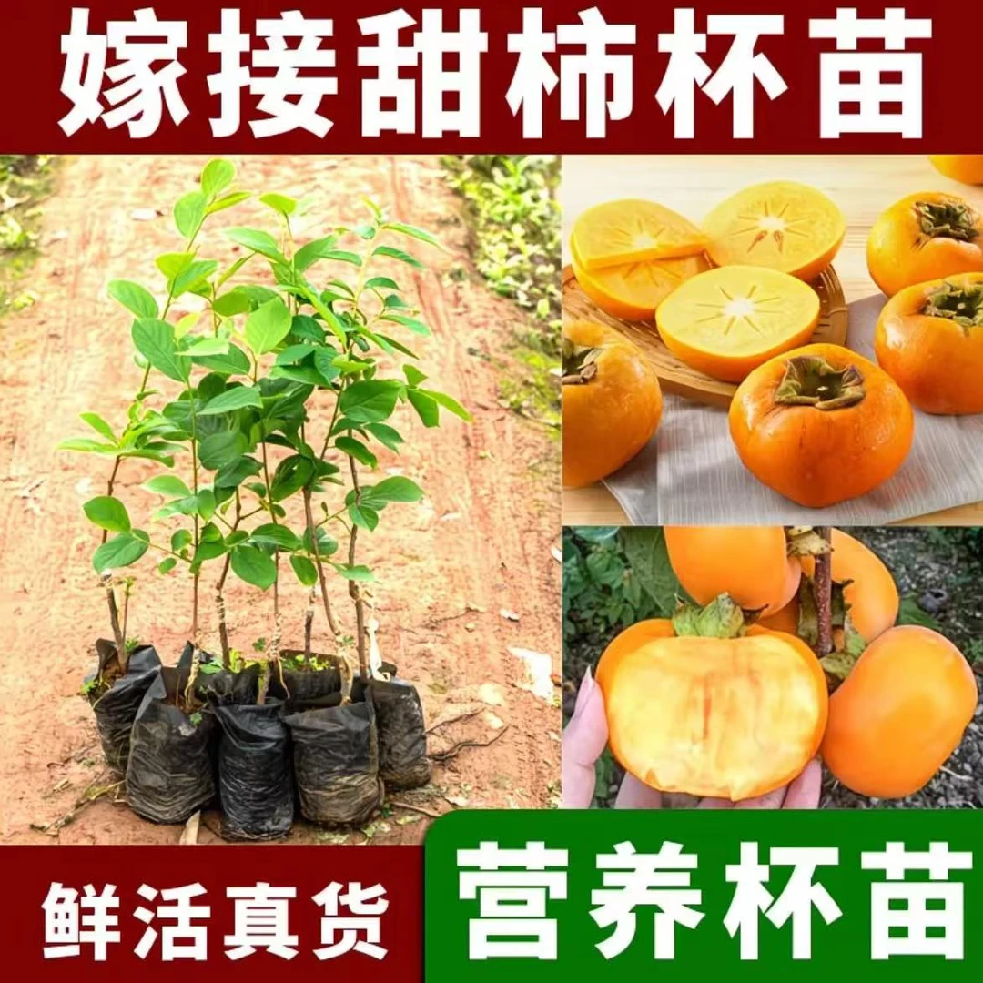 柿子树苗南北方阳台庭院均可种植抗严寒耐高温