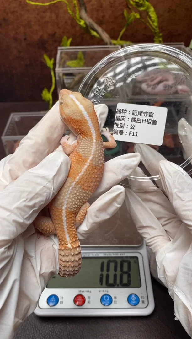 肥尾守宫鳞与尾 Scale Tail 爬宠F11