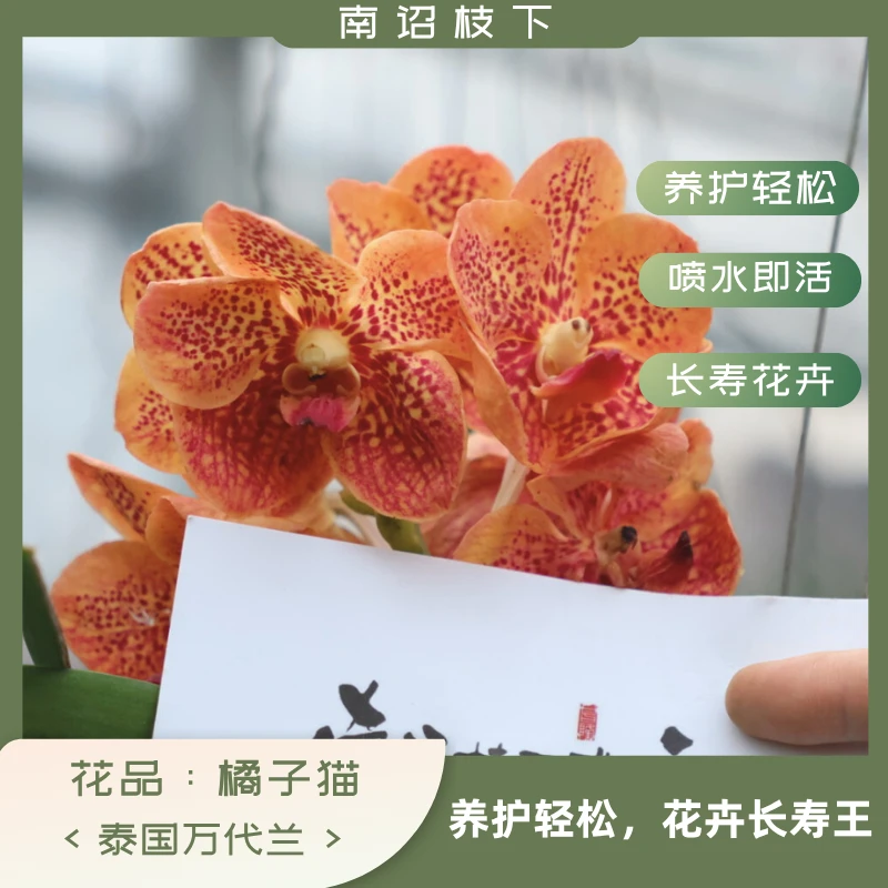 【南诏二级】 橘子猫 万代兰，娇嫩欲滴，宛如初恋，稀缺，花期长