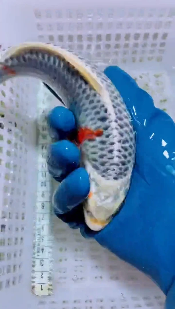 锦鲤血统锦鲤全场包邮22