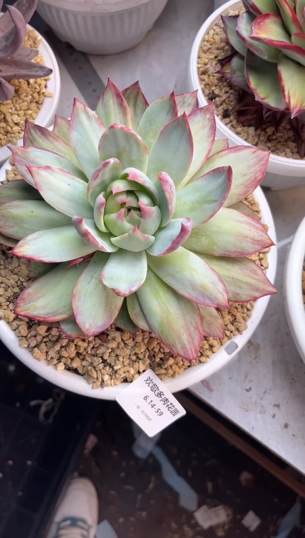 就***啊6.14-59惊鸿1111111