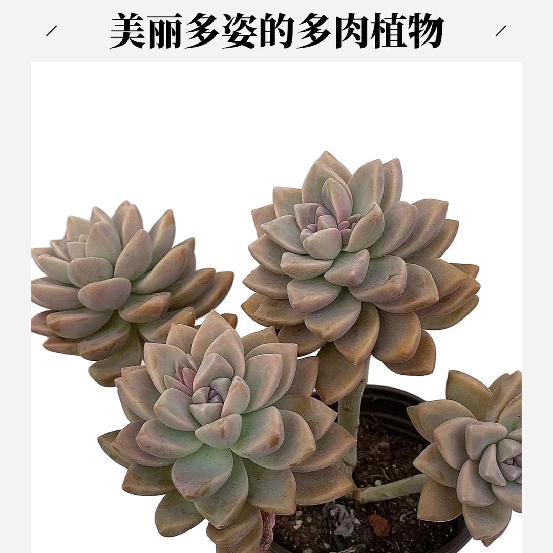 紫雾淡雪老桩  熊猫多肉（满19包邮）脱土发  庭院美观  净化空气
