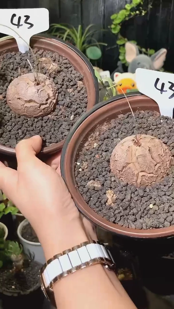 43号1030福利特价南非龟甲龙套餐