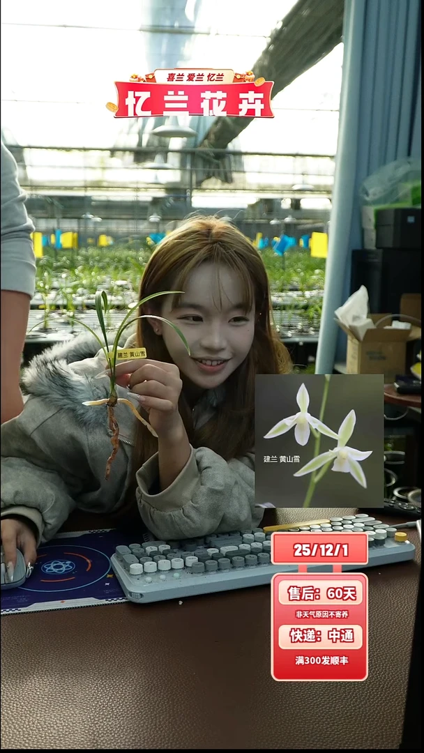 当前无花栽培后可以开花黄山雪