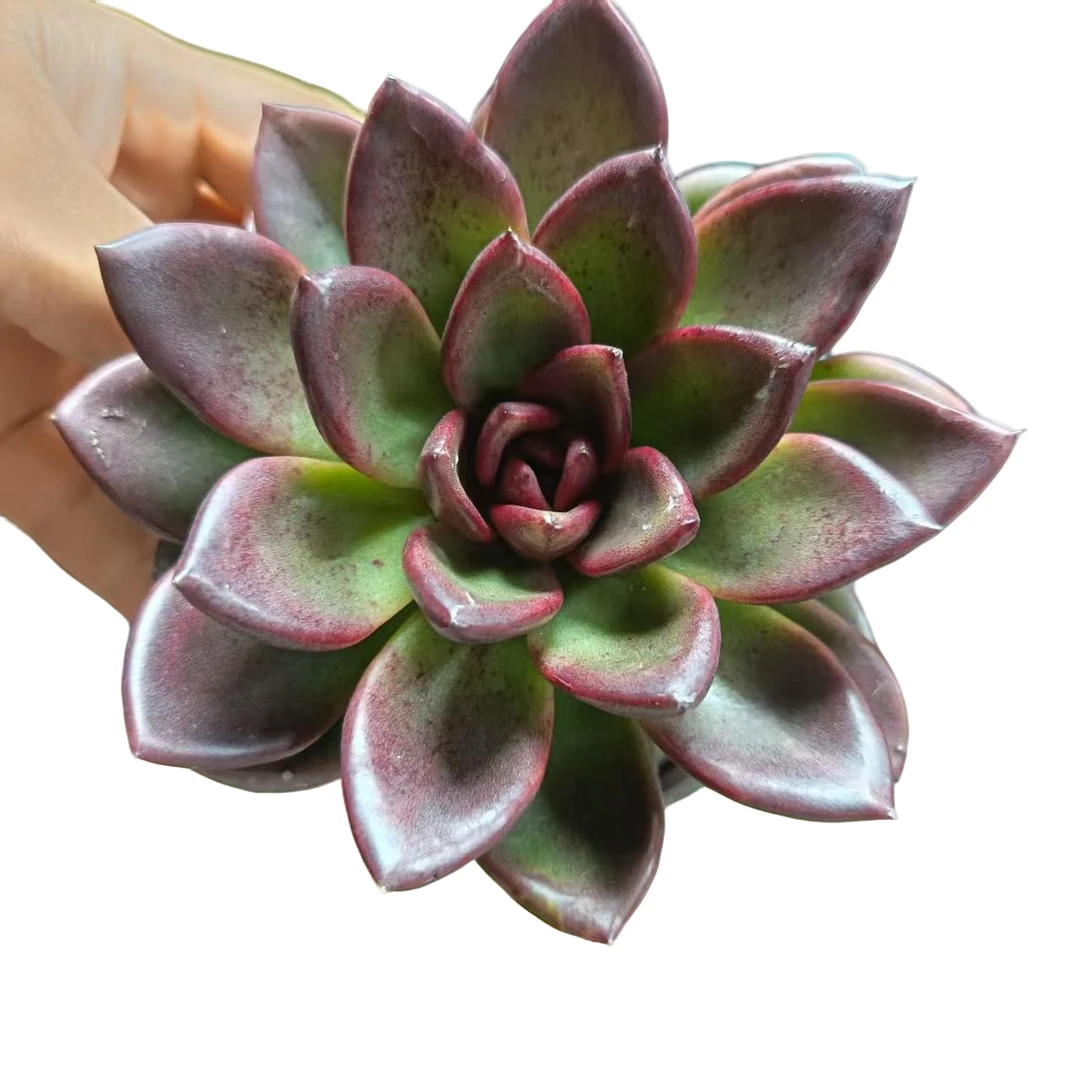 丰沛玫瑰脱土发货(拼满15元包邮)多肉植物阳台露台办公室