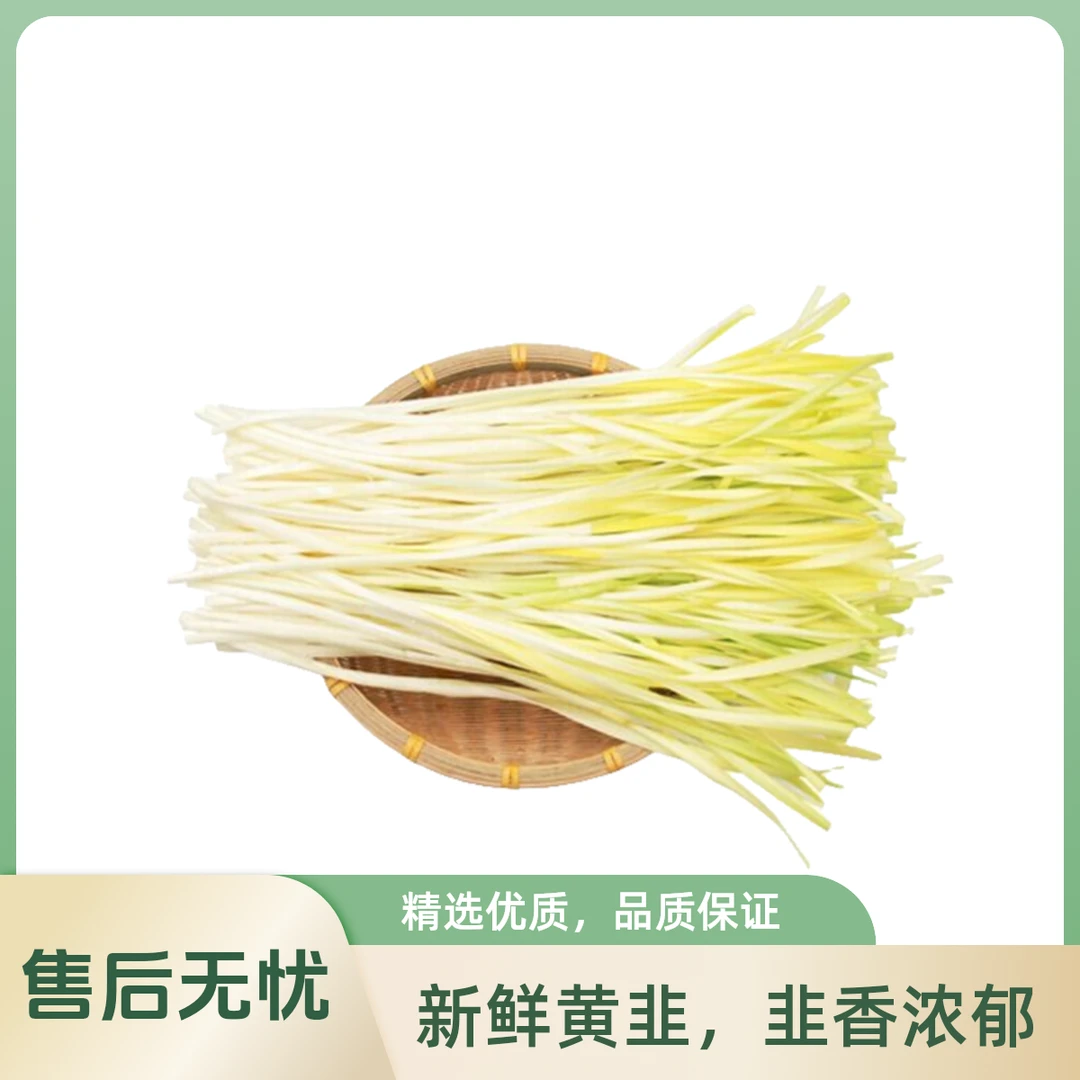 【五泉精选】龚家湾新鲜韭黄约500g
