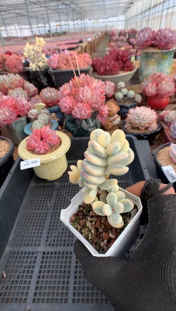 947乒乓福娘锦多肉植物一物一拍