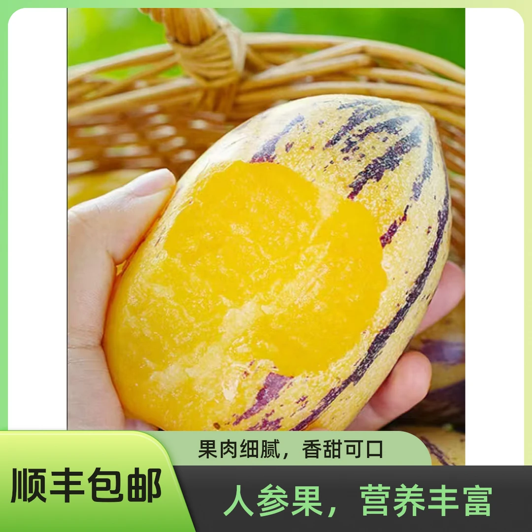 【顺丰包邮】正宗甘肃民勤沙漠人参果产地现摘直发低糖水果孕妇可吃