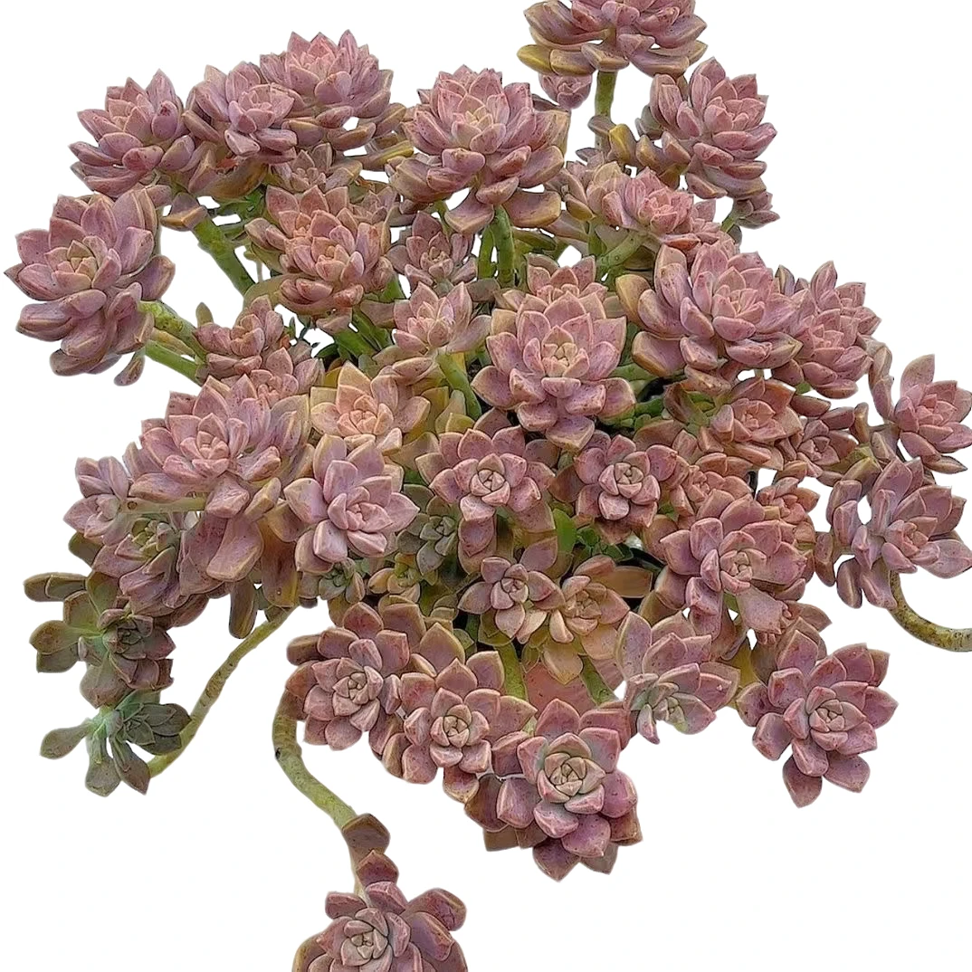 精品多肉 阿伦培