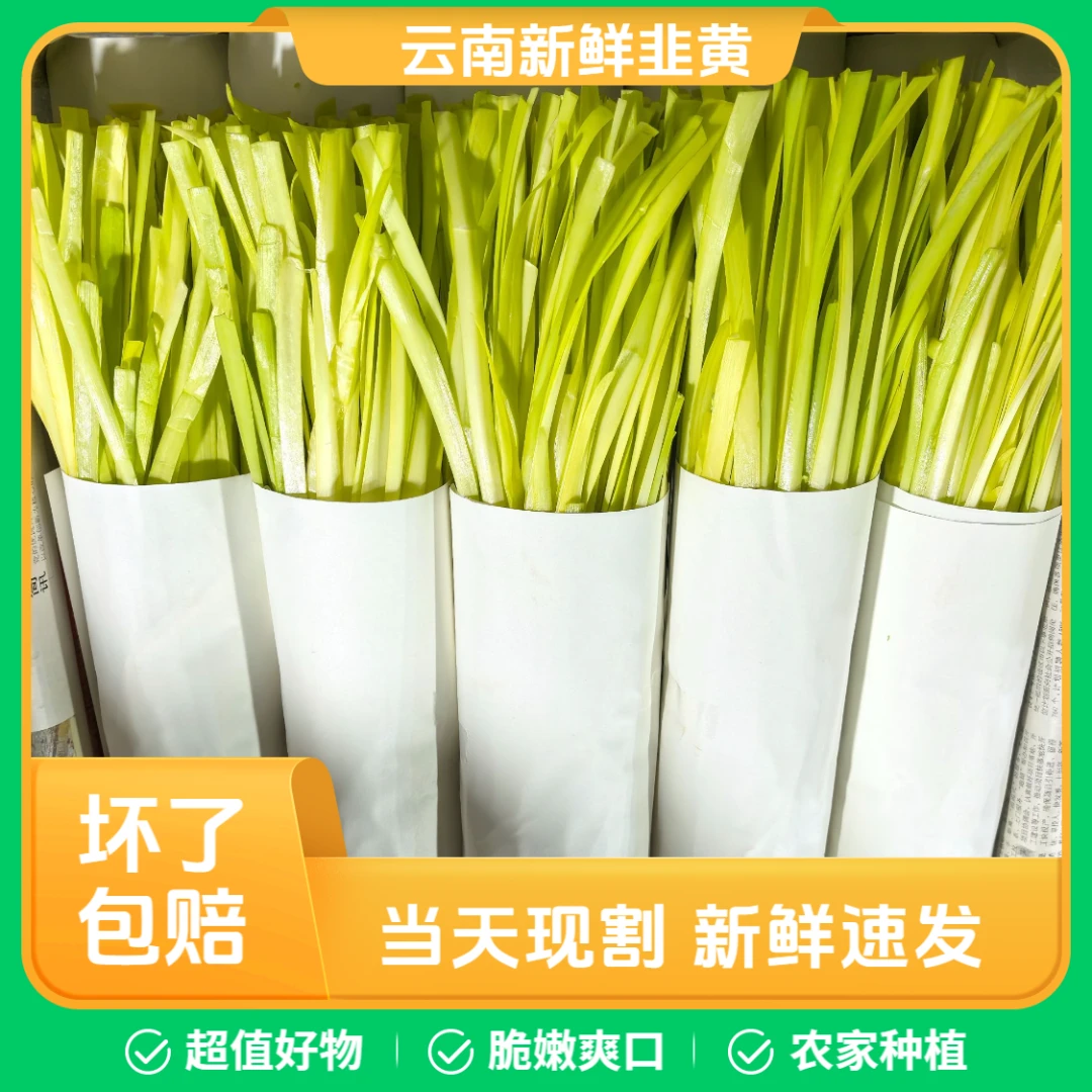 农家自种韭黄新鲜蔬菜基地当季应季时令蔬菜每日现割现发