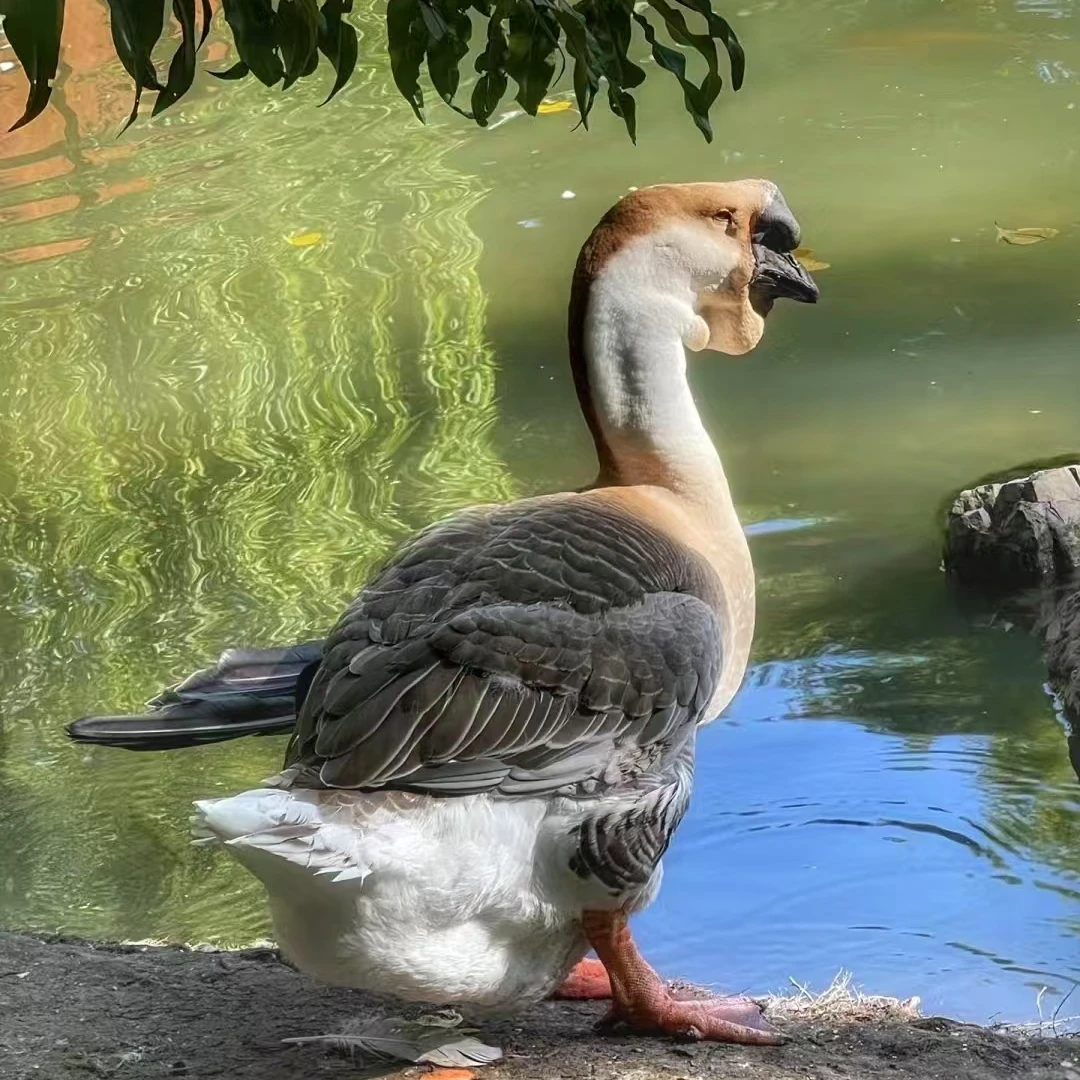 (一斤) 整只狮头鹅 肉质鲜嫩 包邮到家