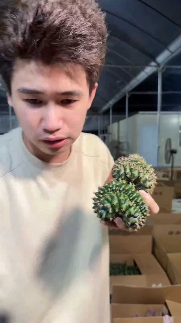 2颗 翠皇冠 缀化 造型不指定
