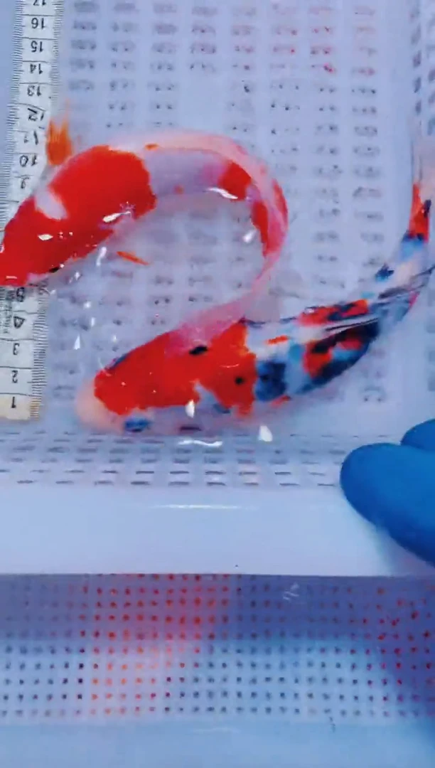 锦鲤血统锦鲤全场包邮80