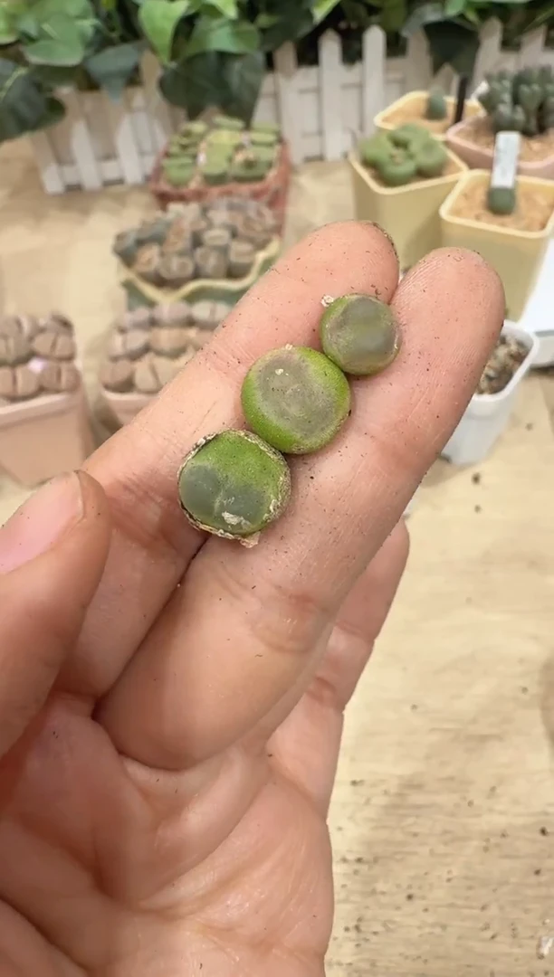 丽*吖29-285多肉植物肉锥