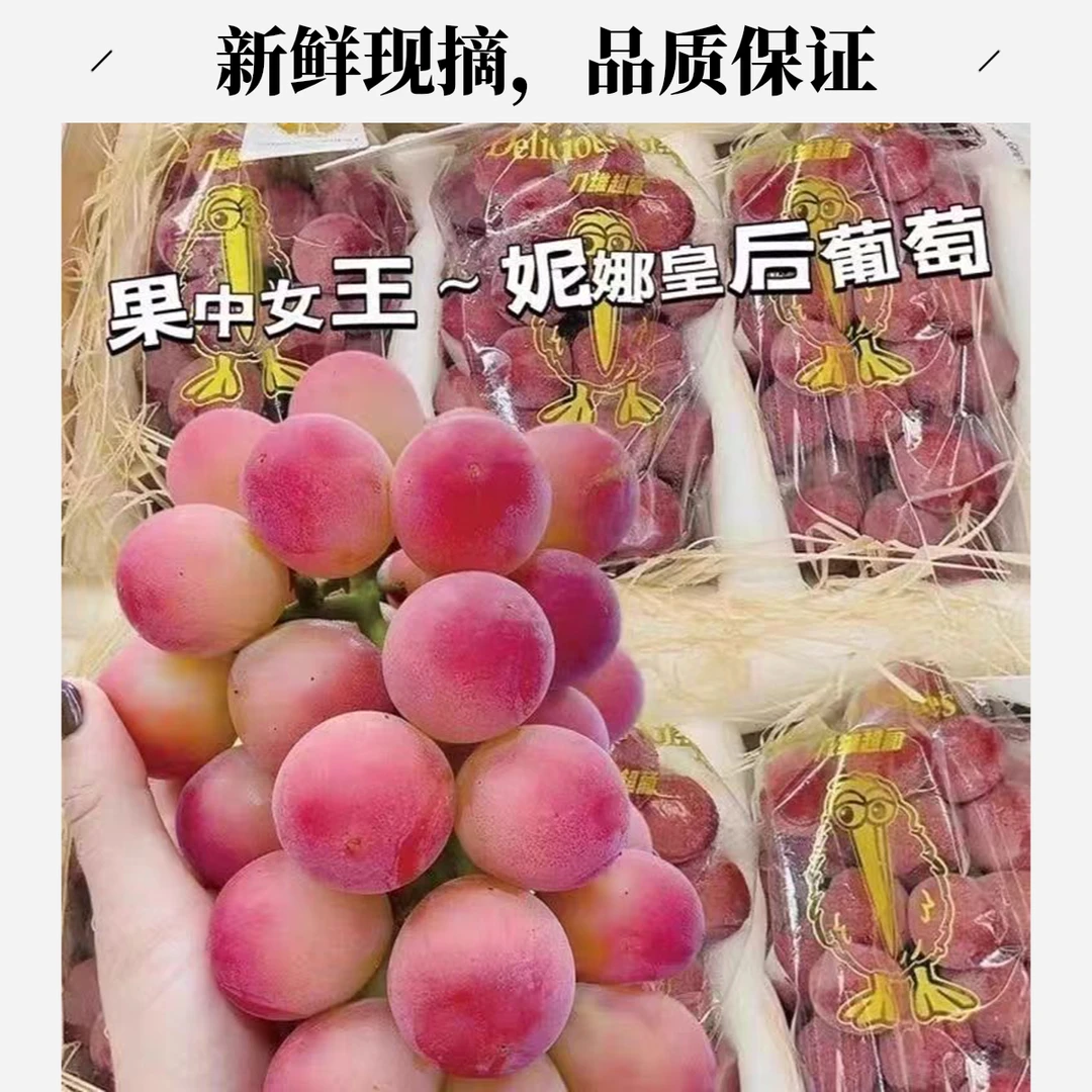 顺丰次日达【S+级】（妮娜皇后辽宁巨峰阳光玫瑰）三品种葡萄甜度高新鲜采摘坏果包赔买贵包赔挤压＞3颗包赔辽宁省