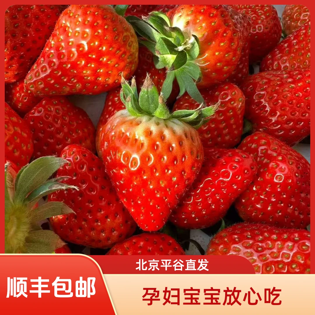北京草莓季 草莓开吃 红颜99草莓 现摘现发 果园直发 顺丰包邮