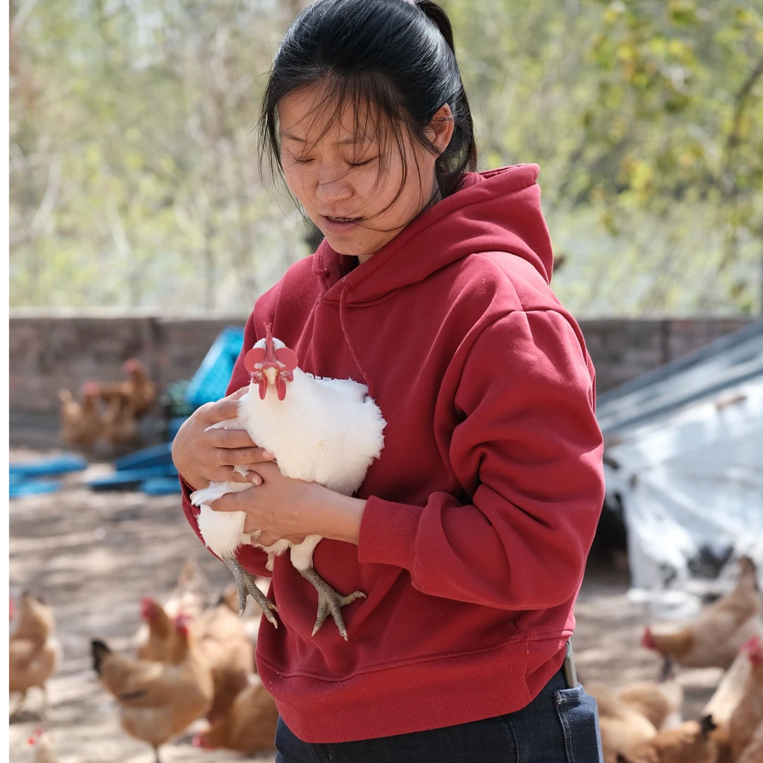 【农家白羽鸡】谷物喂养农家散养鸡现宰新鲜发货不冷冻不冰冻