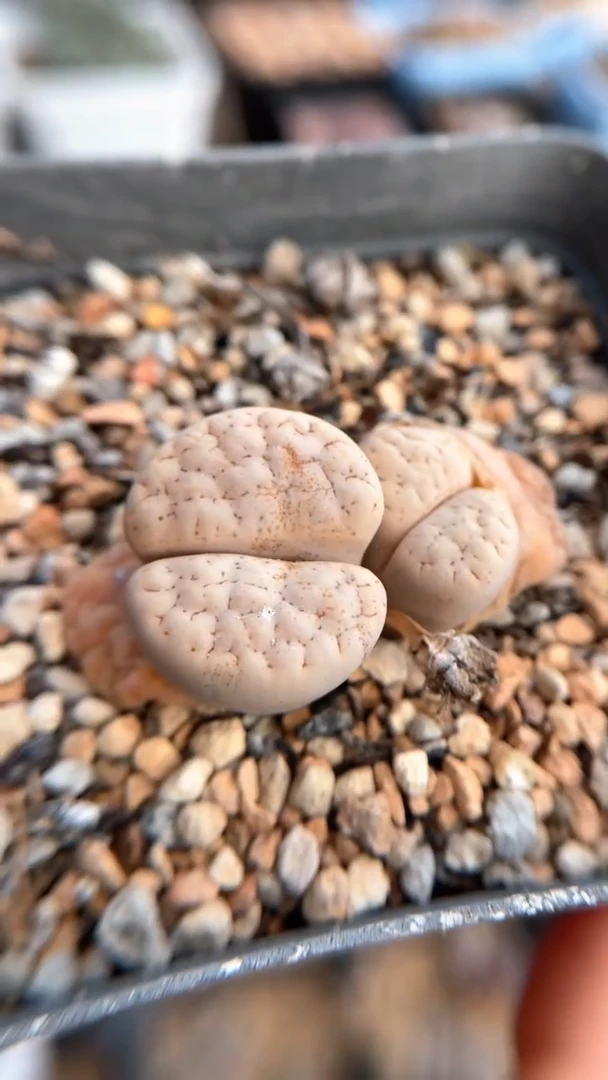 【闪购商品】0623直播一物一拍