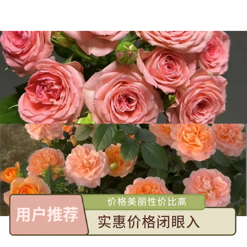 a【果汁阳台+仙度瑞拉】1加仑盆多棵扦插多季节重复开花月季盆栽