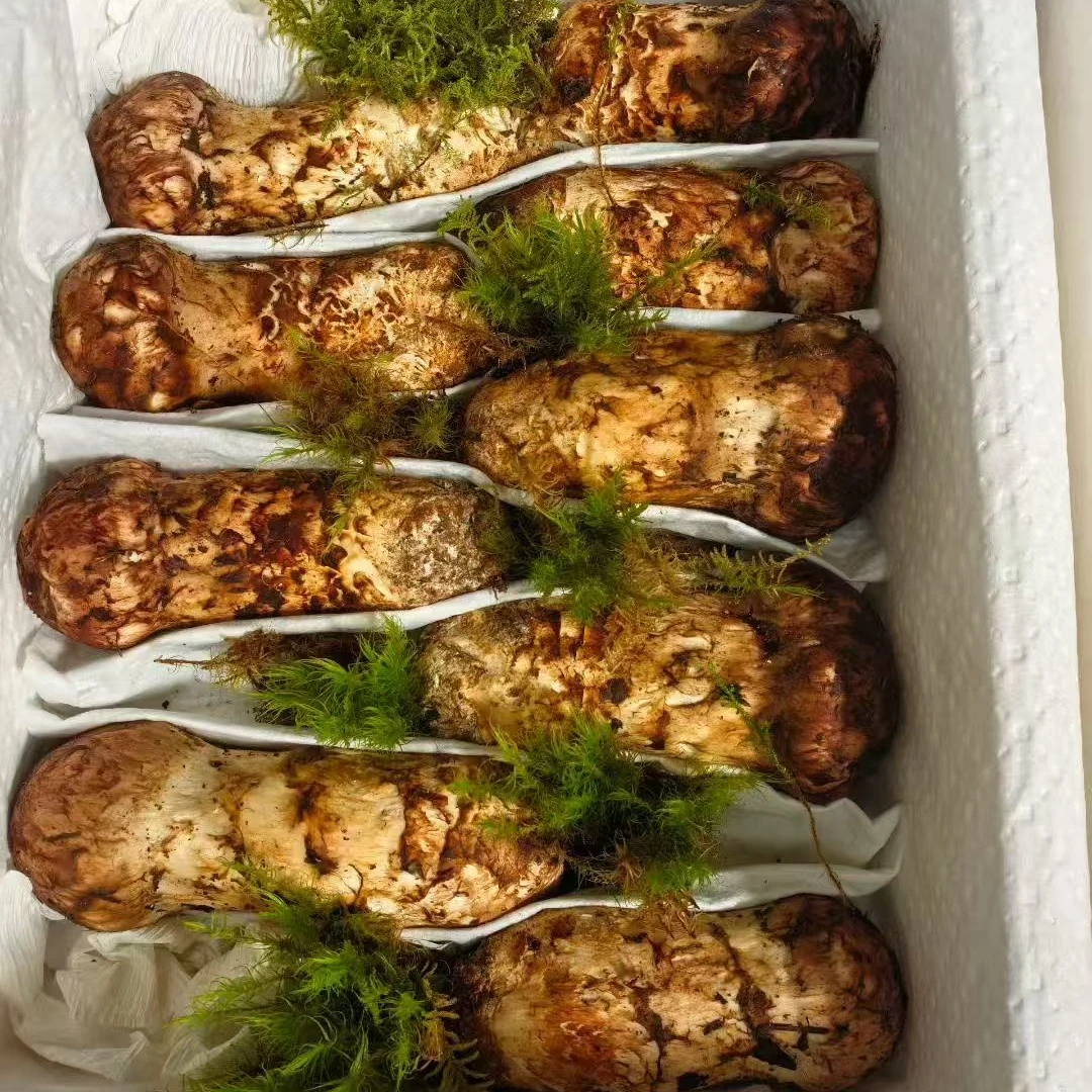 2025现采香格里拉新鲜松茸煲汤炖鸡刺身顺丰空运冷链包邮