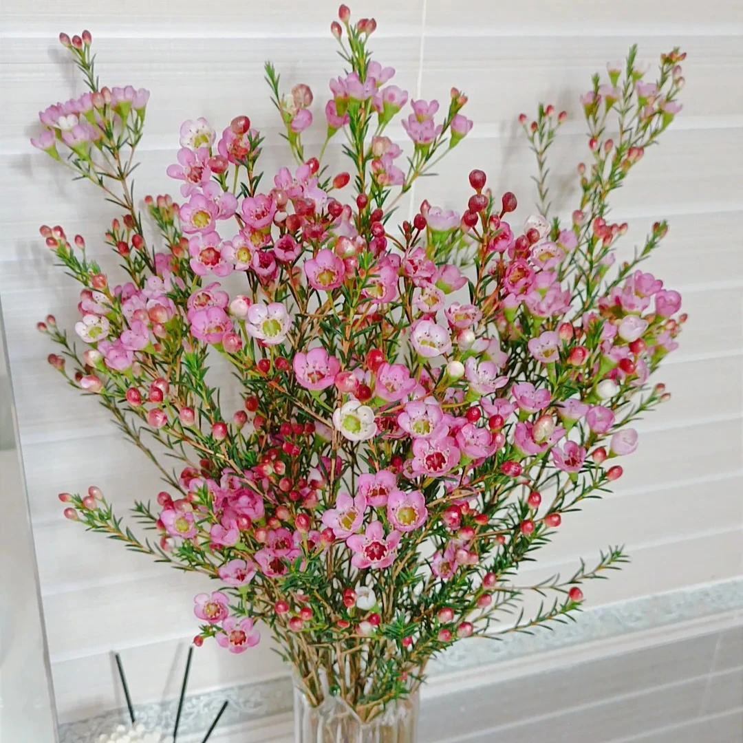 【澳洲腊梅】真A品质 水培鲜花年宵花真花鲜枝云南基地鲜花直发包邮