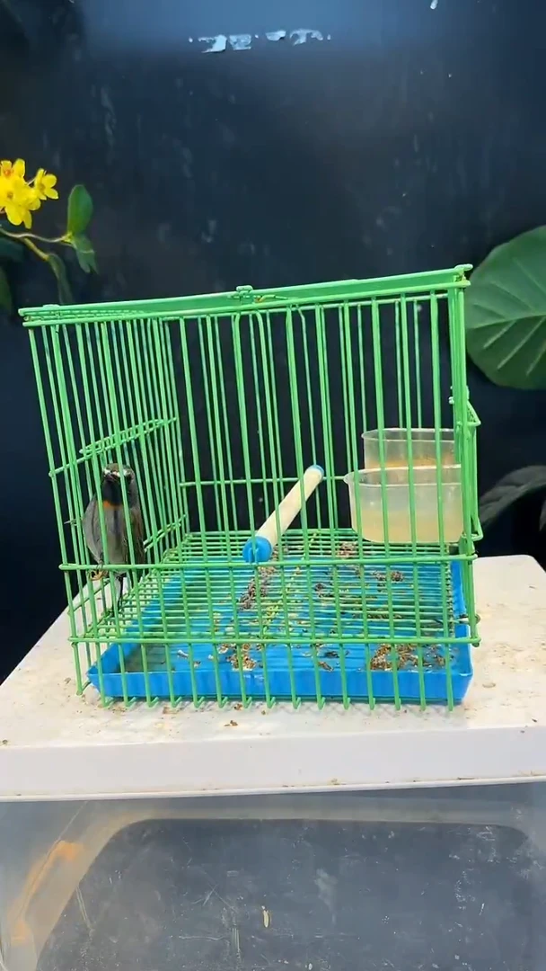 虎皮鹦鹉53号橙胸养笼0元起拍