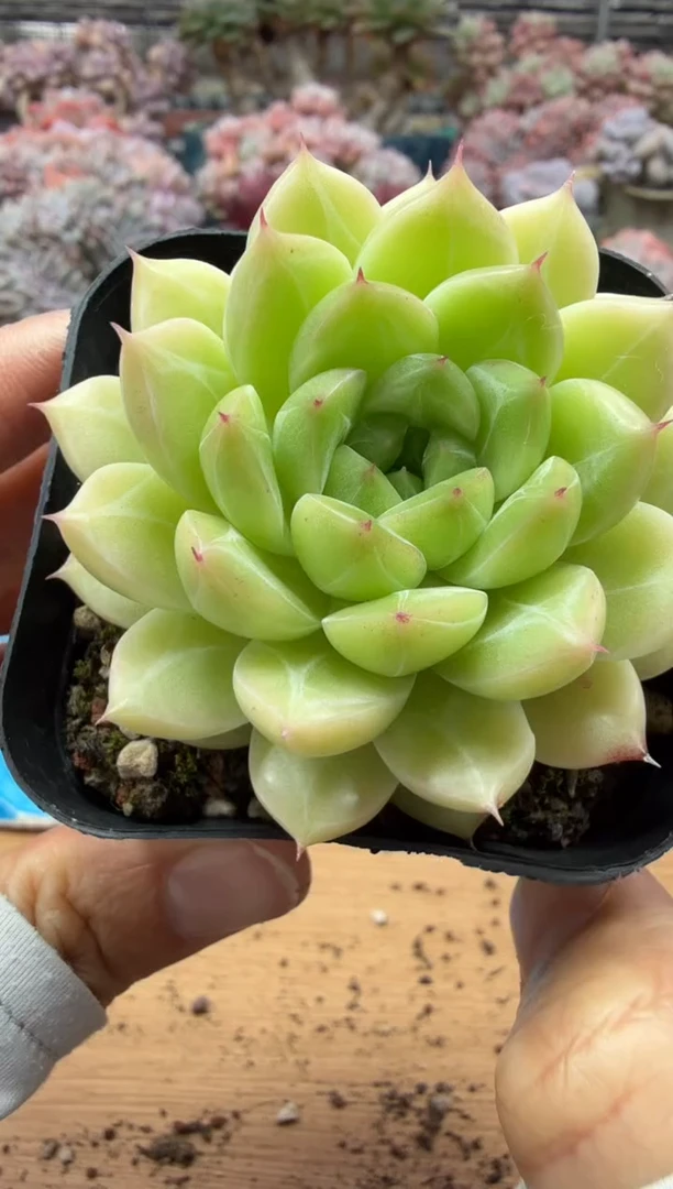 东云多肉园二店-306