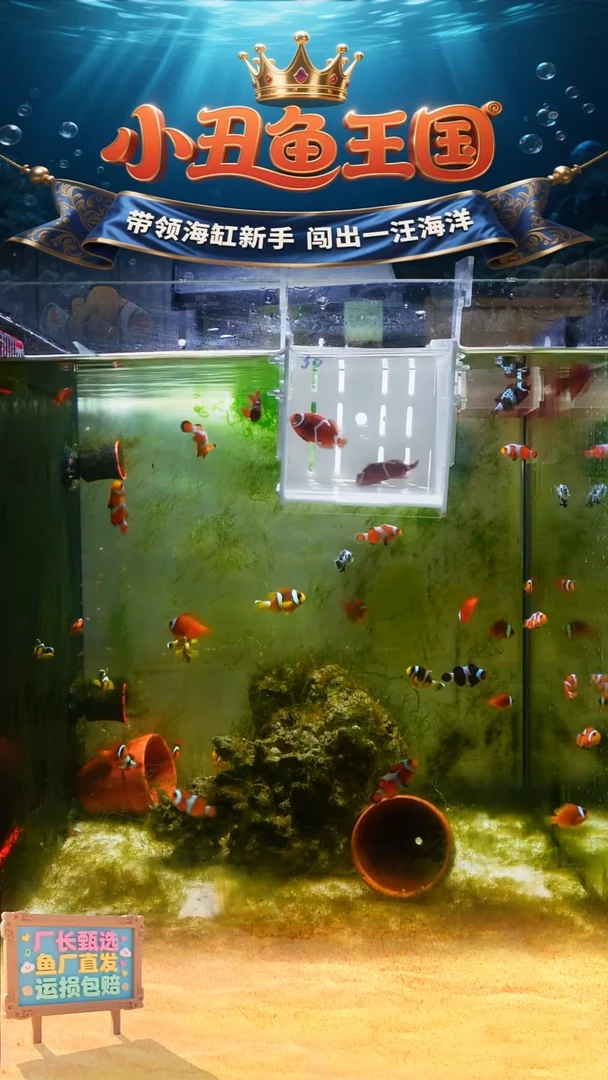 海水鱼透红一对4左右