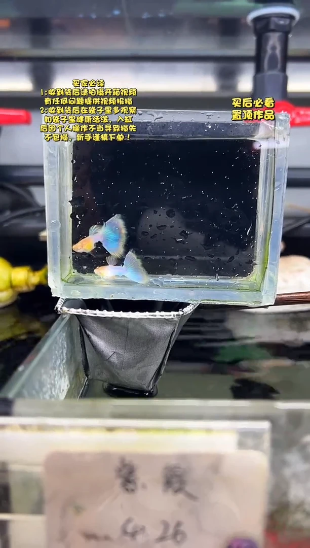 孔雀鱼无怨孔雀鱼