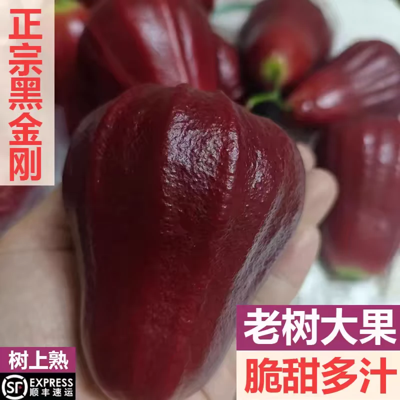 顺丰海南黑金刚莲雾礼盒装新鲜5斤正宗泰国海南三亚莲雾脆甜多汁