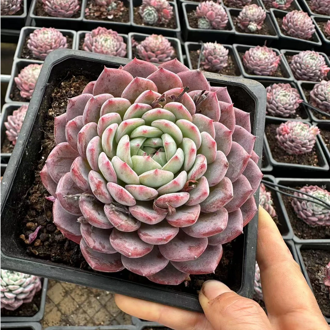 15#粉色橙堡多肉植物    前男友精品多肉SM1061