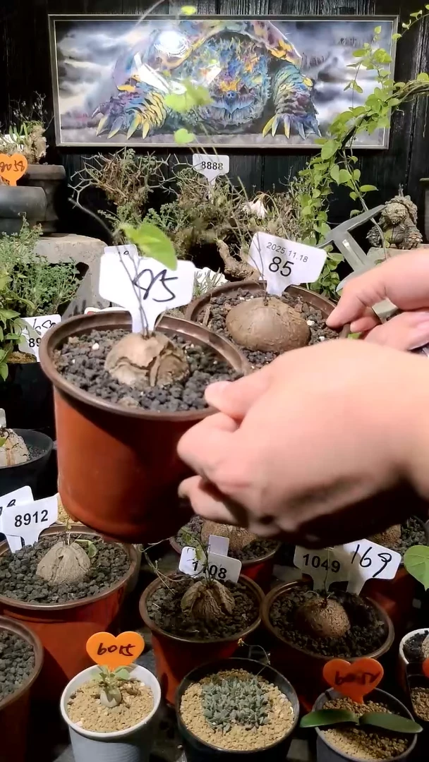 85号1118福利南非龟甲龙买一送一