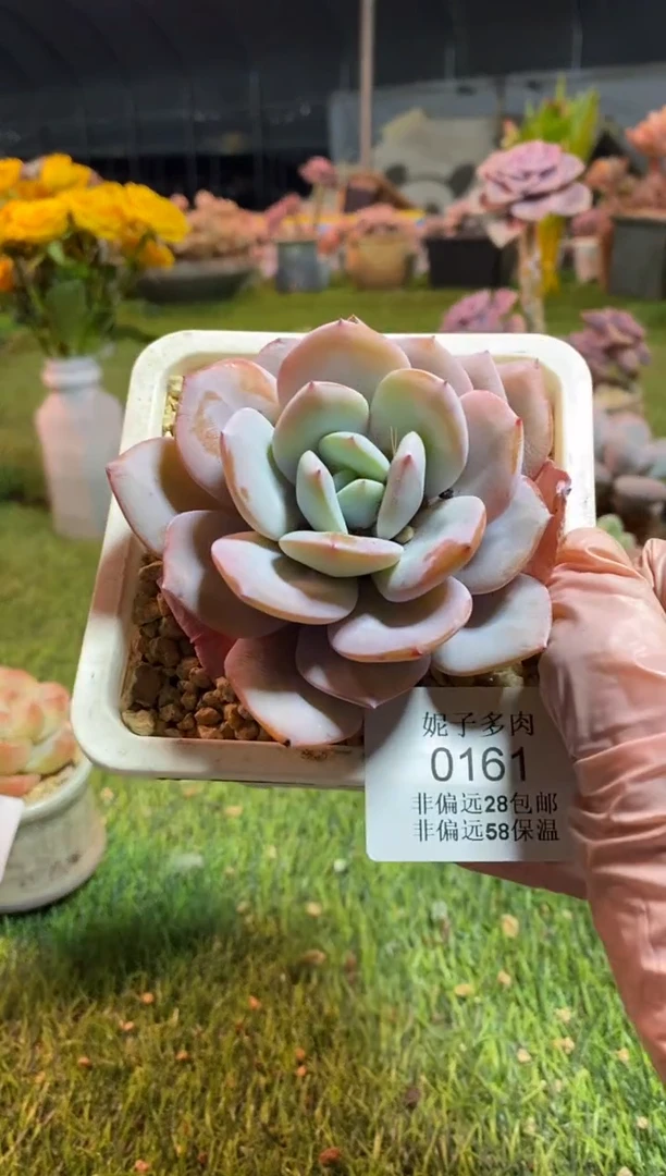 【闪购商品】0161a