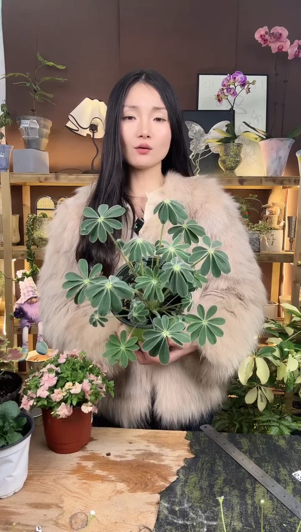 以实际为准鲁冰花育苗盆048